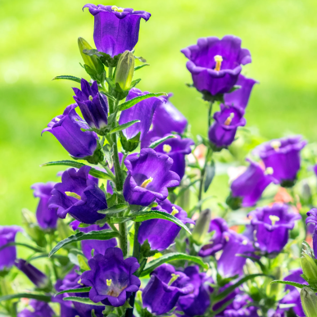 Canterbury Bells Seeds – Mixed Colors
