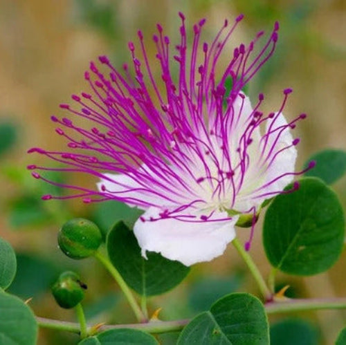 Caper Seeds – Flinders Rose
