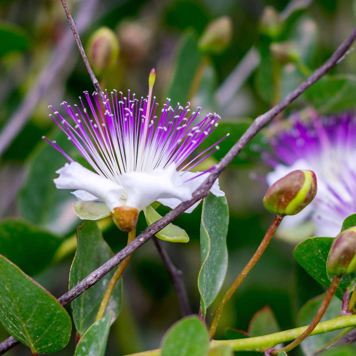Caper Seeds – Flinders Rose
