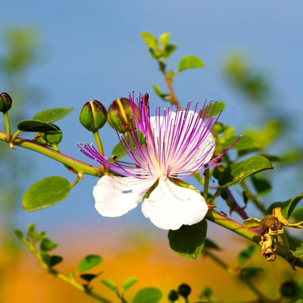 Caper Seeds – Flinders Rose
