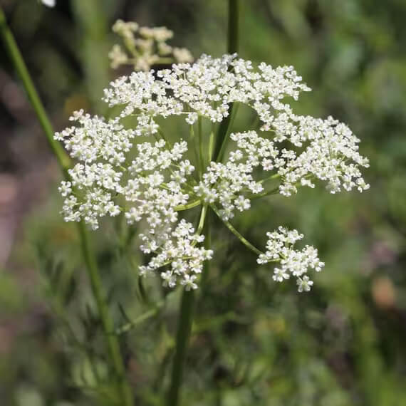 Caraway Seeds – Heirloom