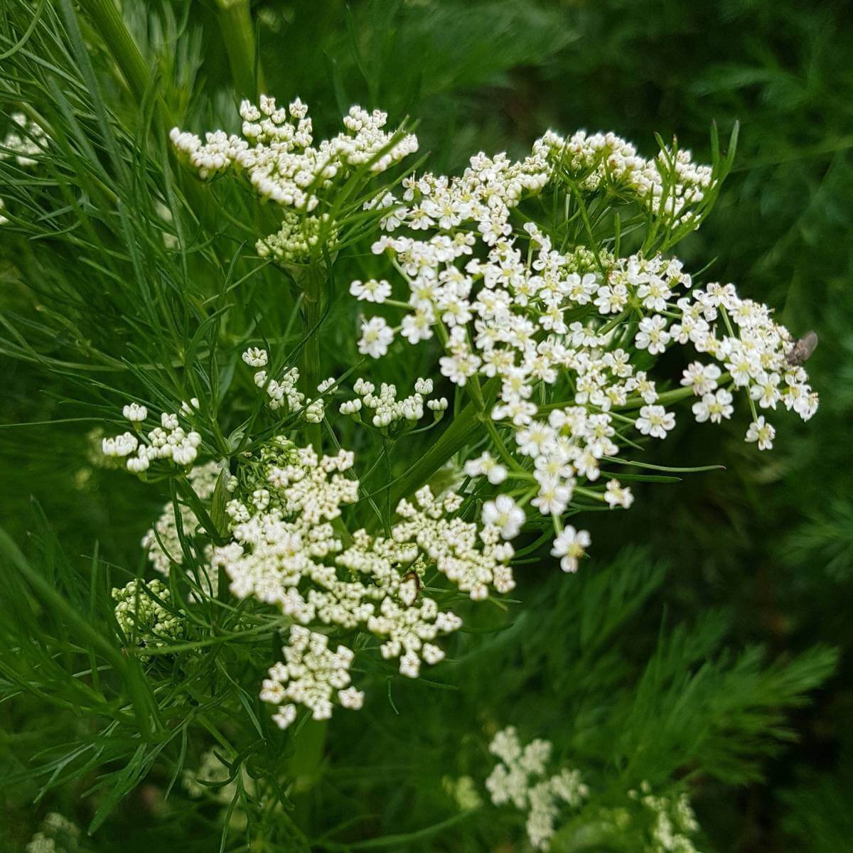 Caraway Seeds – Heirloom
