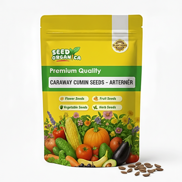 Caraway cumin Seeds – Arterner