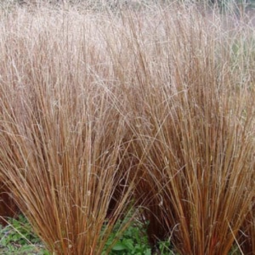 Carex Comans Seeds – Graceful
