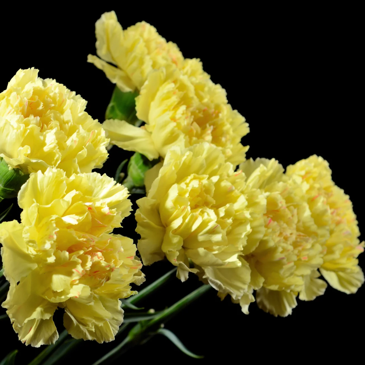 Carnation Seeds - Yellow
