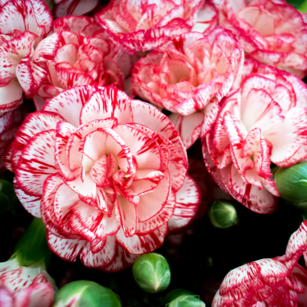 Carnation Seeds – Avranchin Red & White
