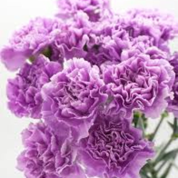 Carnation Seeds – Lavender – Wildflower