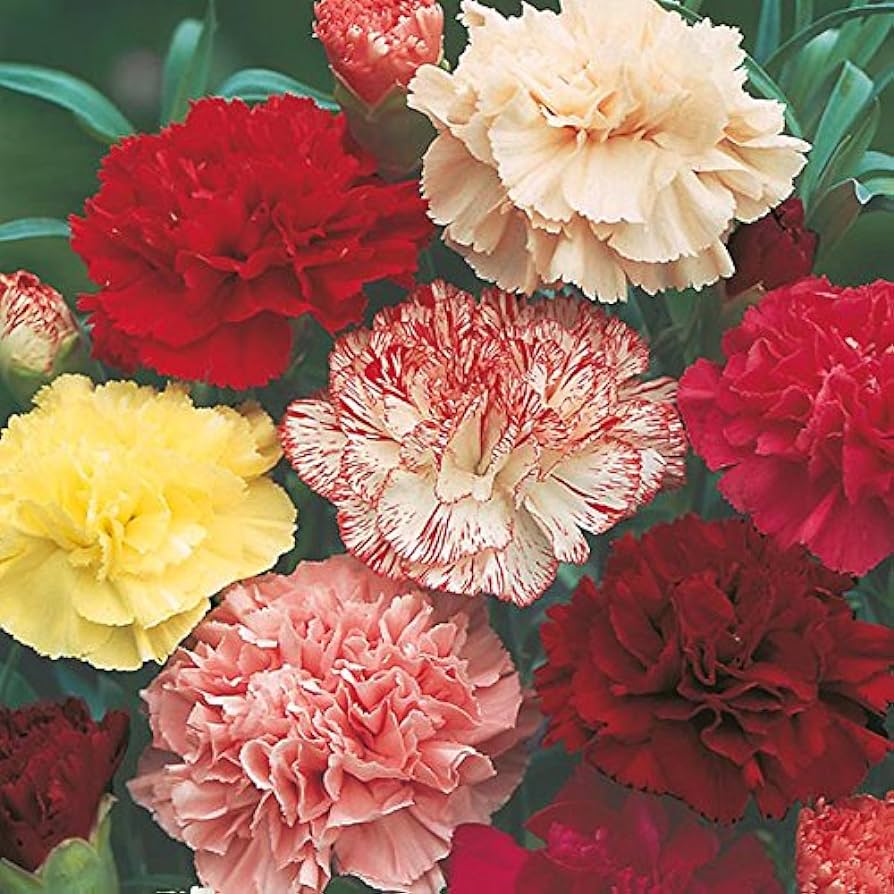 Carnation Seeds – Mixed Colors
