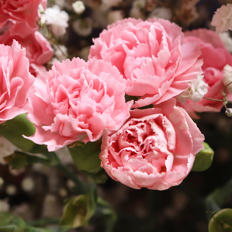 Carnation Seeds – Pink
