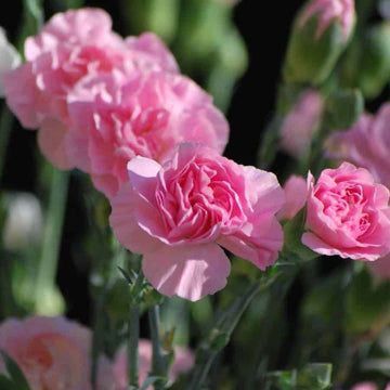 Carnation Seeds - Flower Plant for Home Gardens