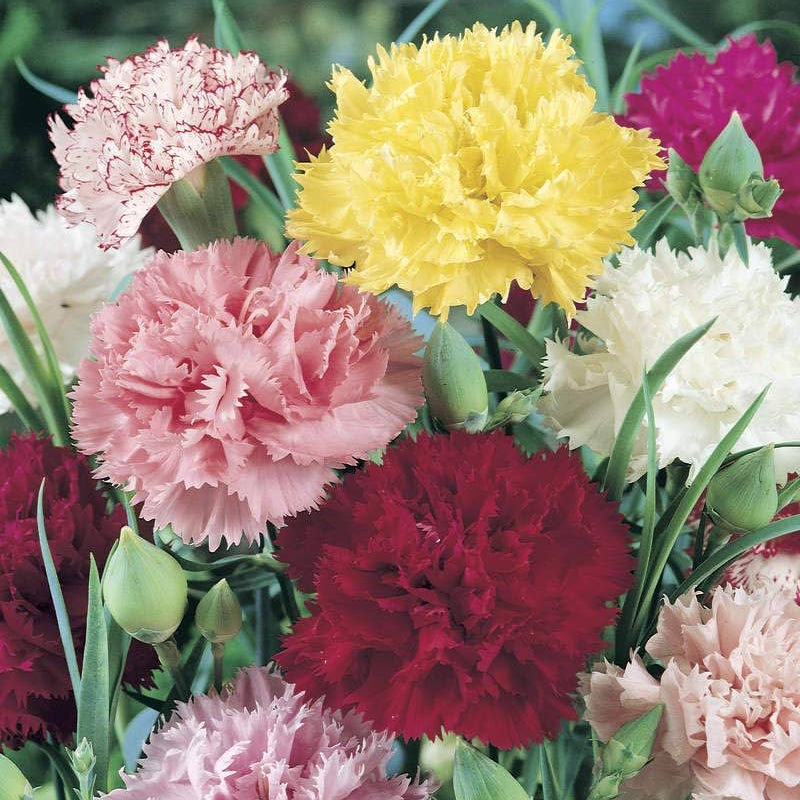 Carnation Seeds – Mixed Colors
