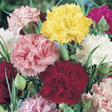 Carnation Seeds – Mixed Colors
