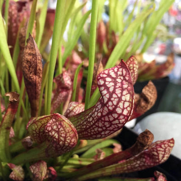 Hybrid Pitcher Plant Seeds – Flower Plant