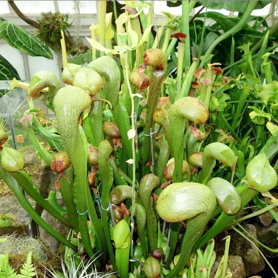 Carnivorous Bog Plant Seeds
