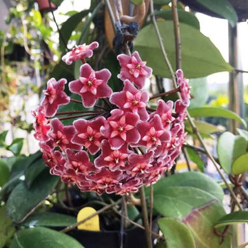 Carnosa Seeds – Red Heirloom Wildflower Mix
