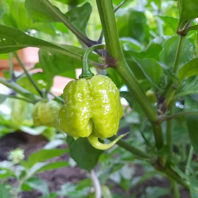 Carolina Reaper Seeds – Chili Pepper