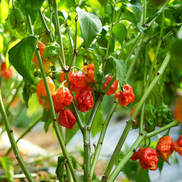 Carolina Reaper Seeds – Pepper