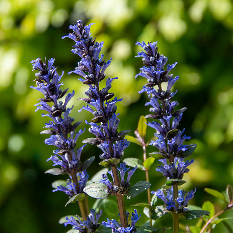 Carpet Bugle Seeds