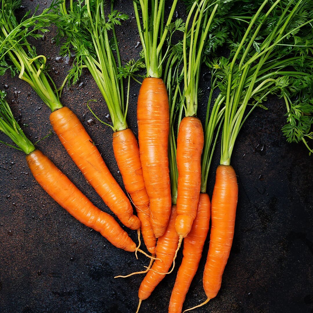 Carrot Seeds – Daucus Carota