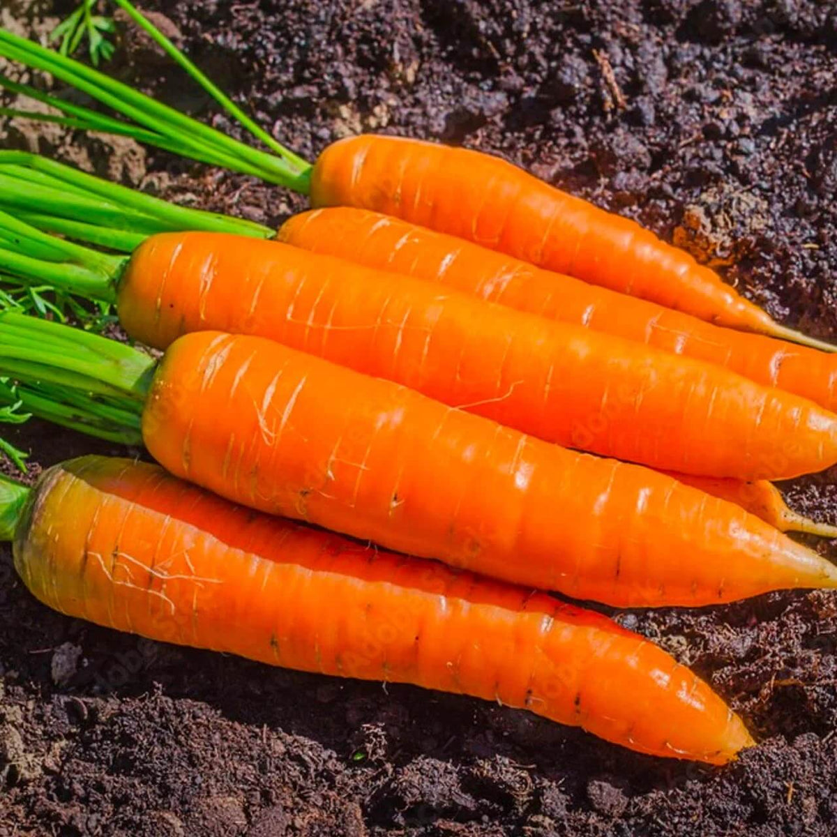 Carrot Seeds – Daucus Carota