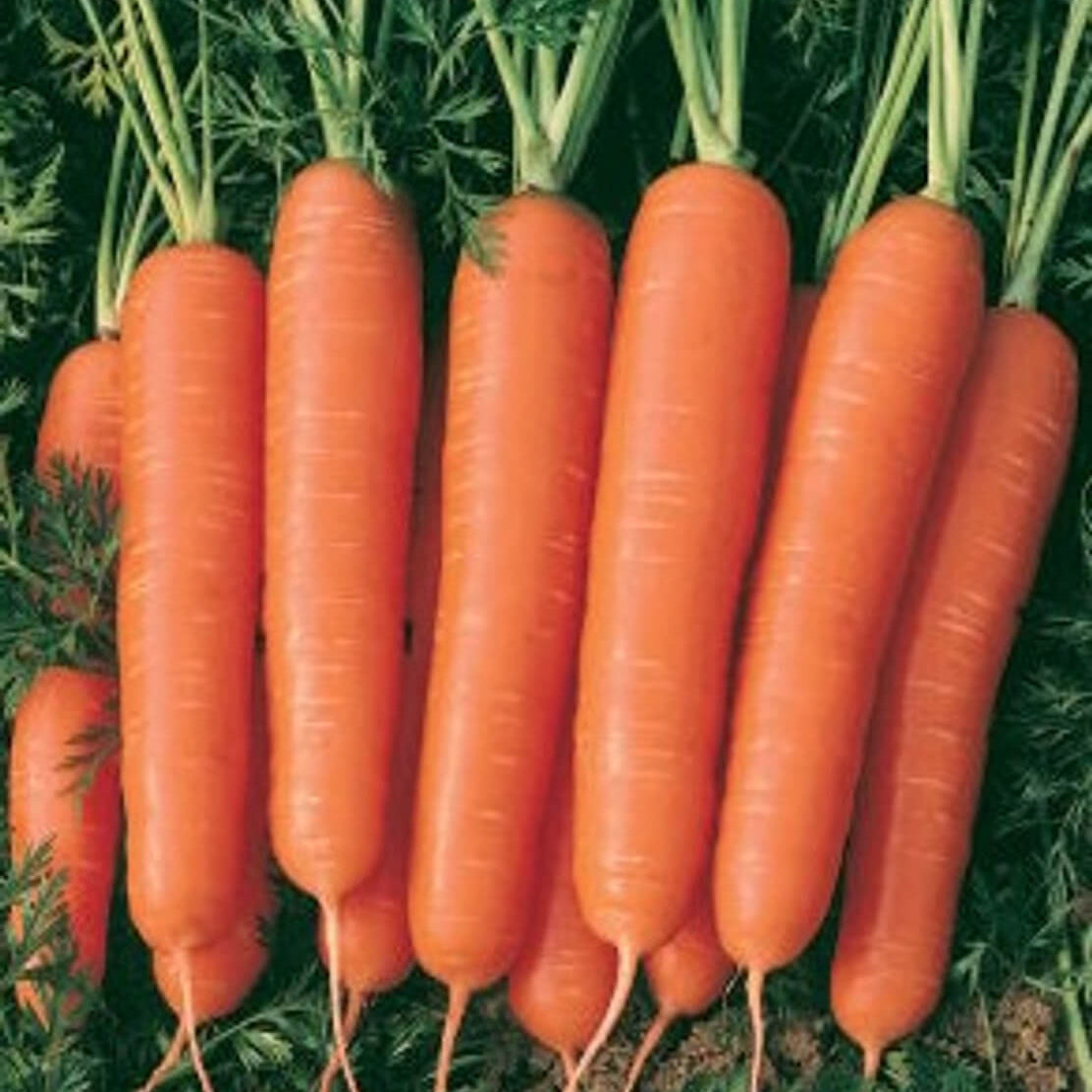 Carrot Seeds – Nantes Scarlet