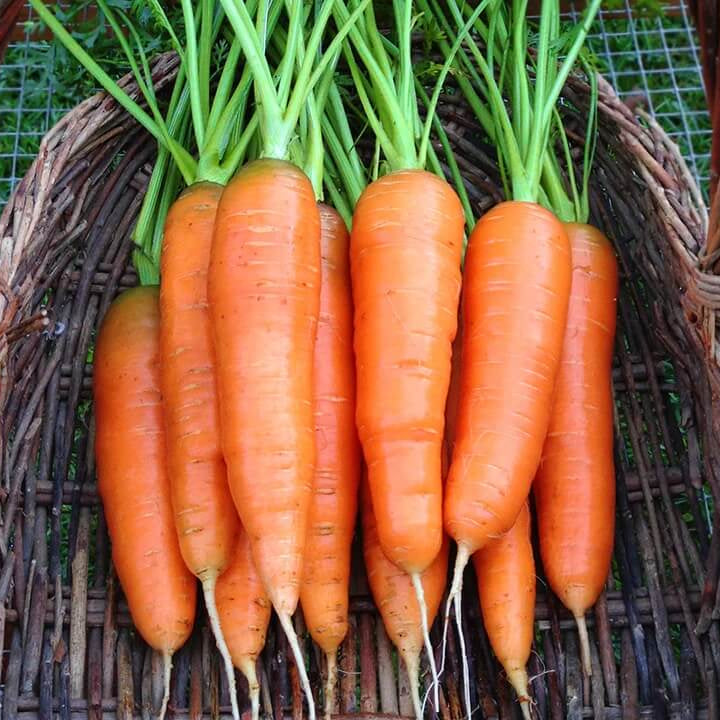 Carrot Seeds – Nantes Scarlet