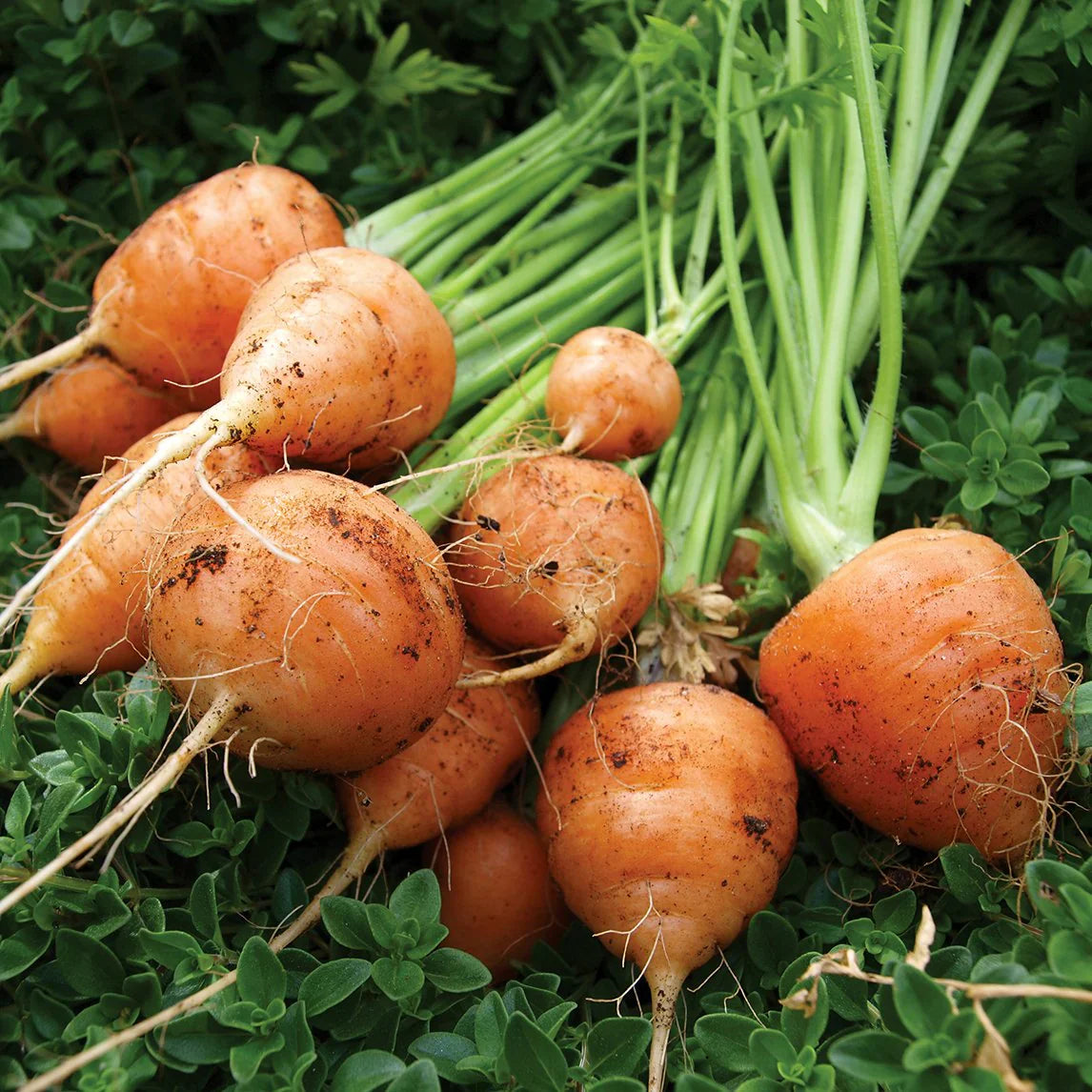 Carrot Seeds – Parisian
