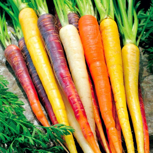 Carrot Seeds – Rainbow Mix