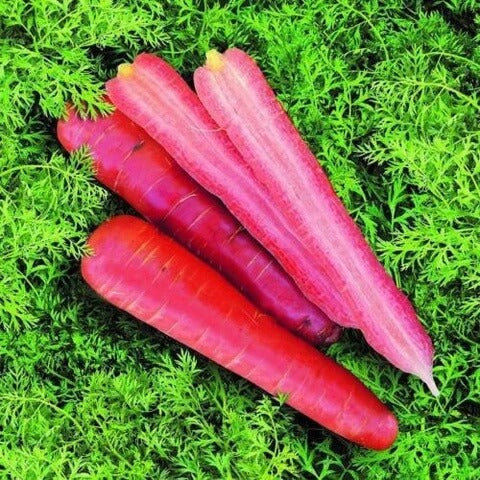 Carrot Seeds – Pink