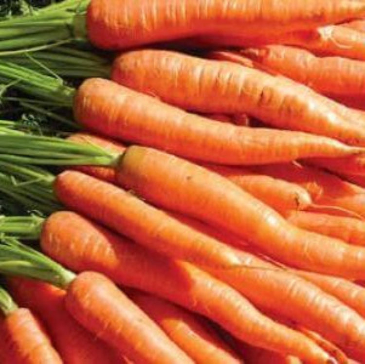Carrot Seeds – Daucus Carota