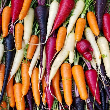 Carrot Seeds – Mixed Colors