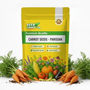 Carrot Seeds – Parisian