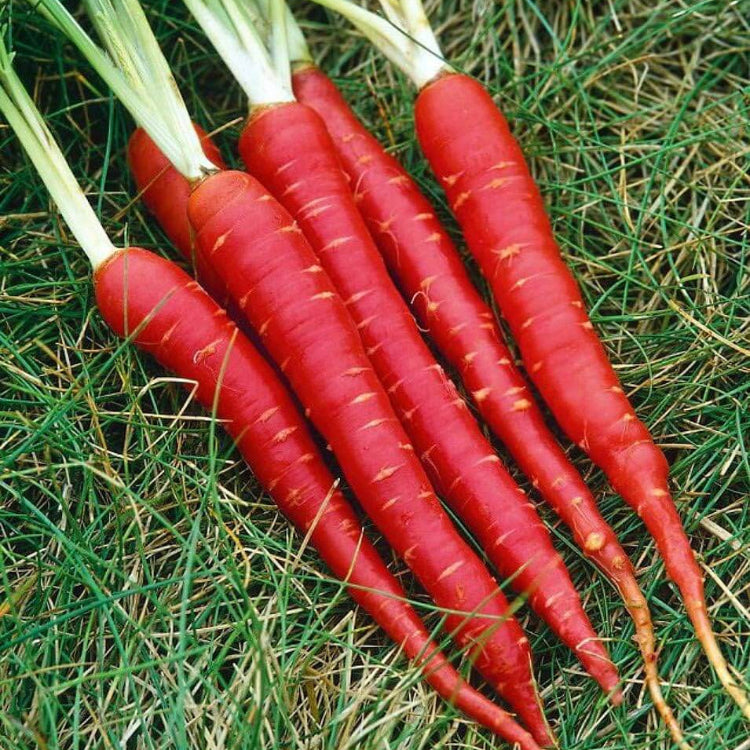 Carrot Seeds – Red