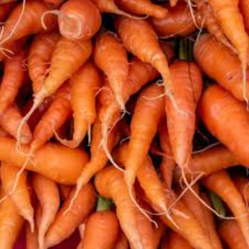 Carrot Seeds – Red Cored Chantenay 