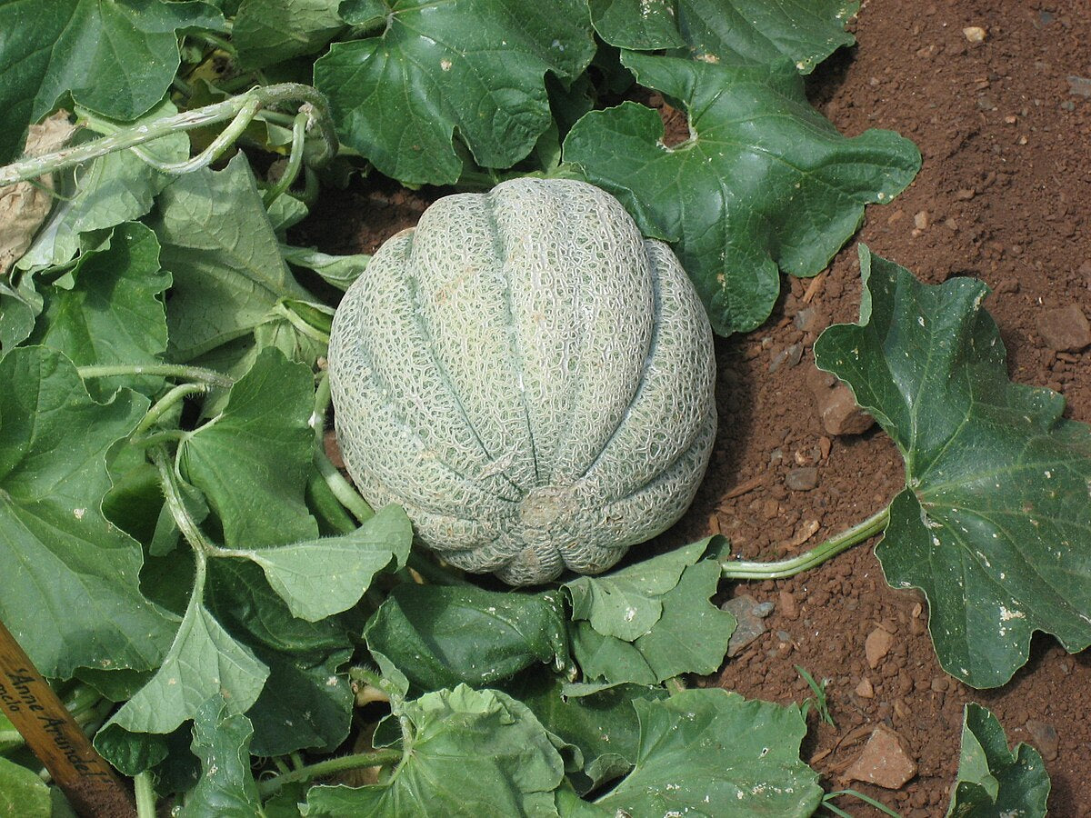 Casaba Seeds

