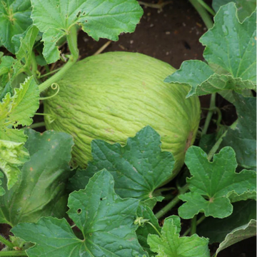 Casaba Seeds
