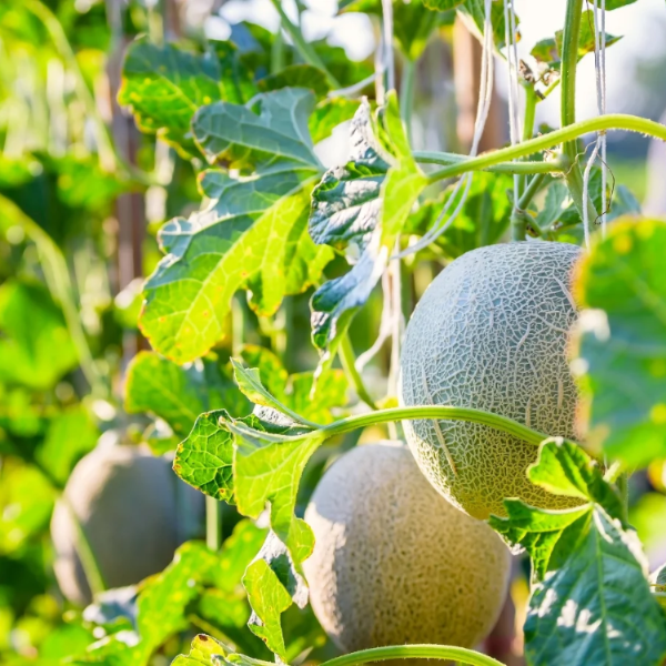 Casaba Seeds
