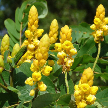 Cassia Seeds – Alata
