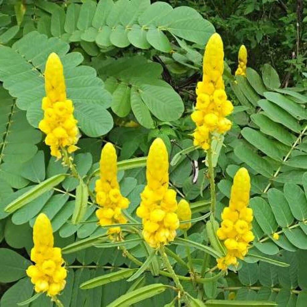Cassia Seeds – Alata
