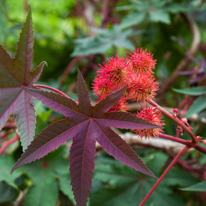 Castor Bean Seeds – Palma Christi
