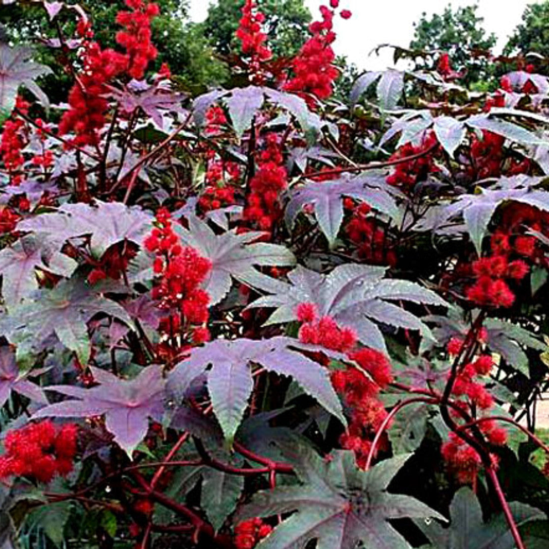 Castor Bean Seeds – Palma Christi
