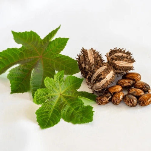 Castor Bean Seeds
