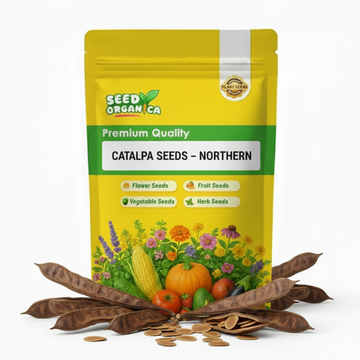 Catalpa Seeds – Northern