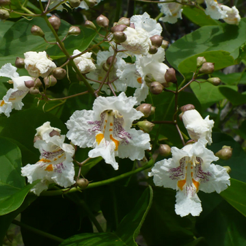 Catalpa Seeds – Southern
