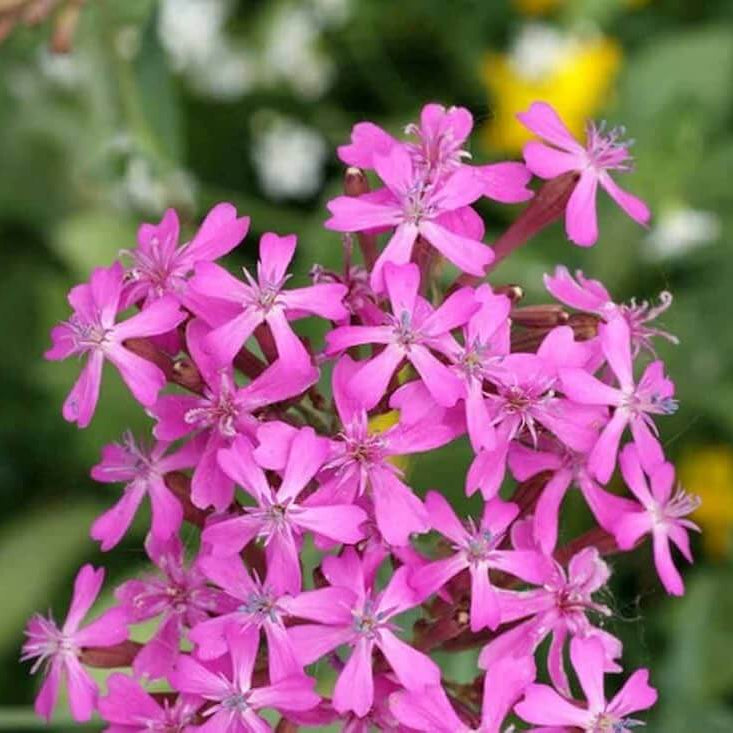 Catchfly Seeds – Silene armeria –Wildflower