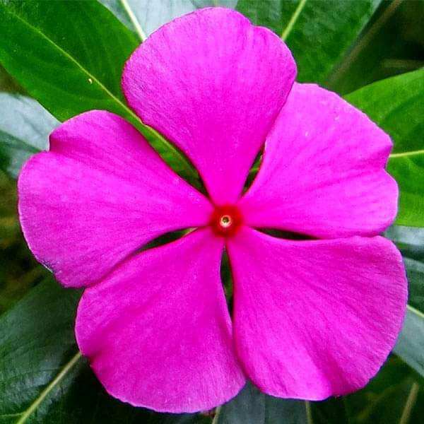 Catharanthus roseus seeds–  Periwinkle