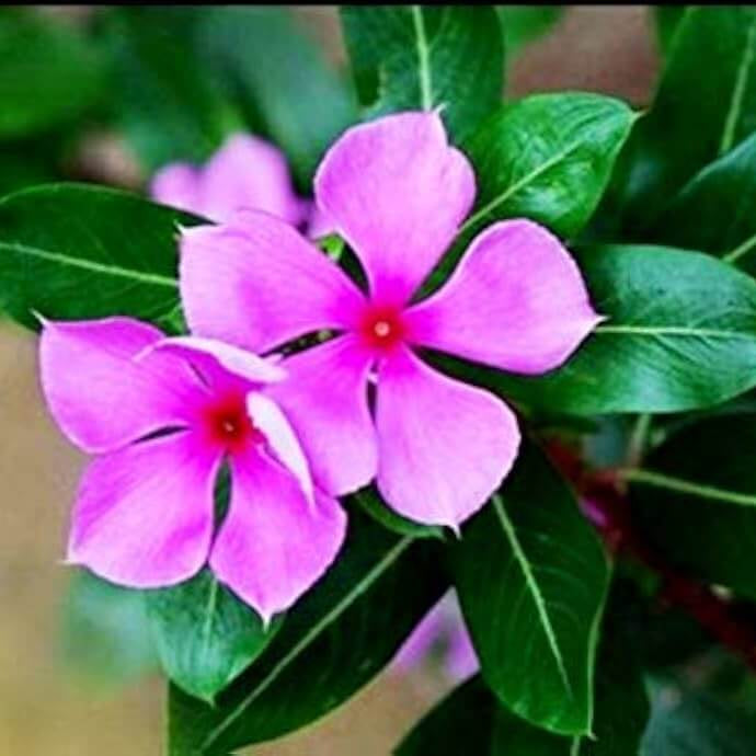 Catharanthus roseus seeds–  Periwinkle