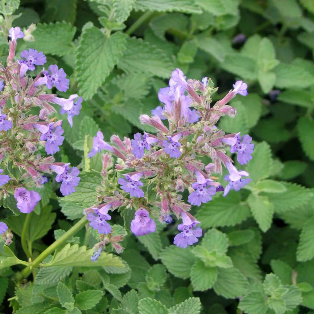 Catmint Seeds – Persian
