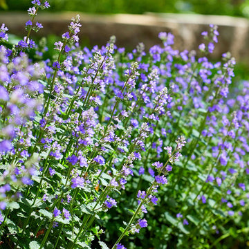 Catmint Seeds - Herbal Plant for Home Gardens