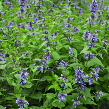 Catmint Seeds - Herbal Plant for Home Gardens